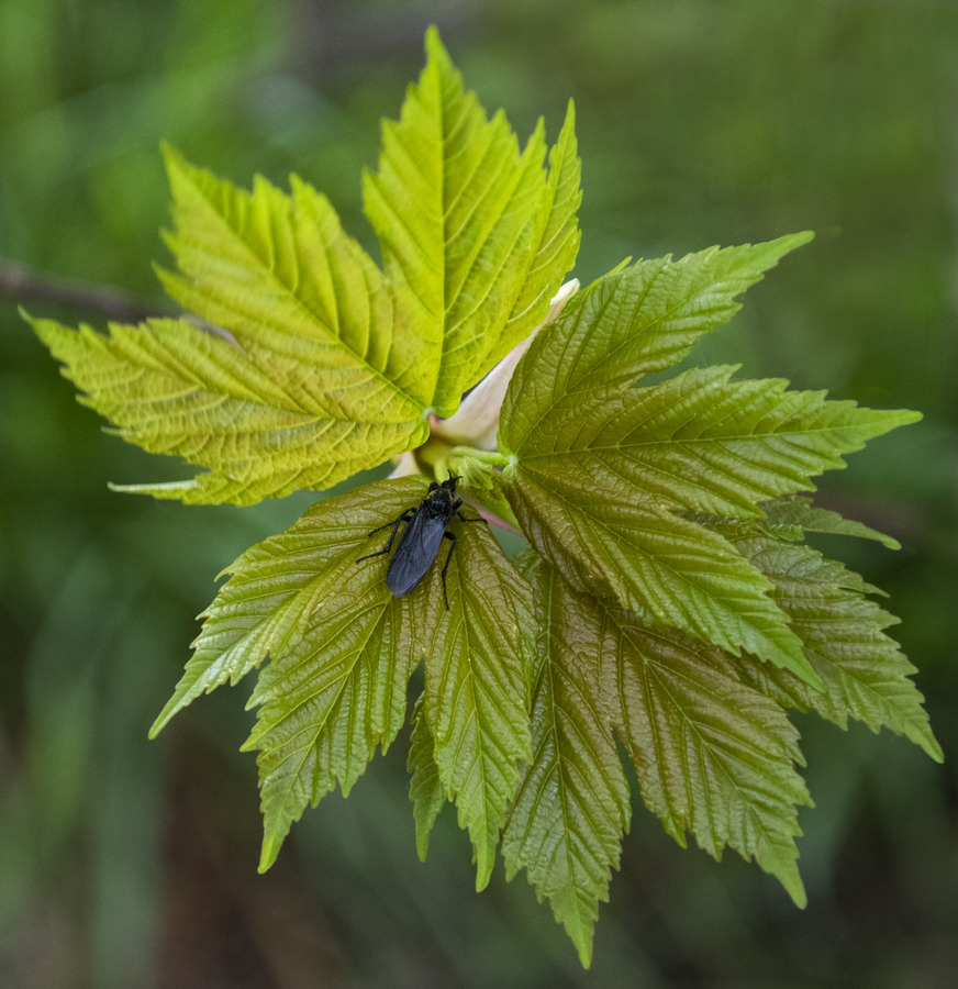 St Mark's Fly Foss Photography Club